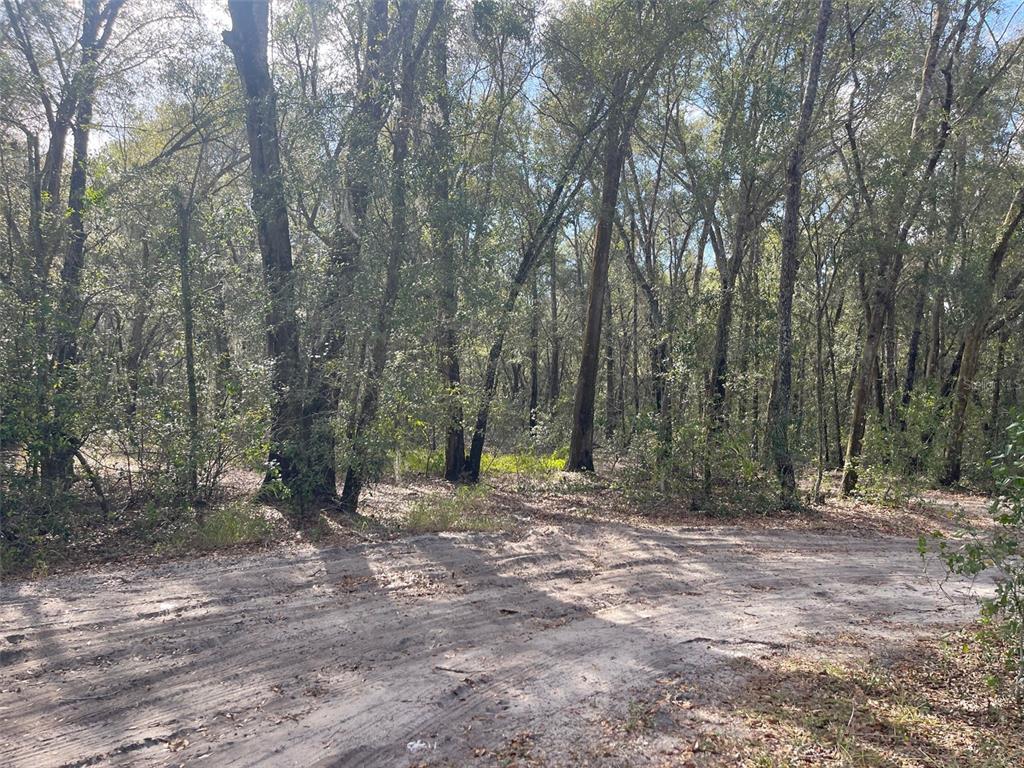 Grays Airport Road Lady Lake, FL 32159 - Photo 6 of 11 a view of outdoor space with trees