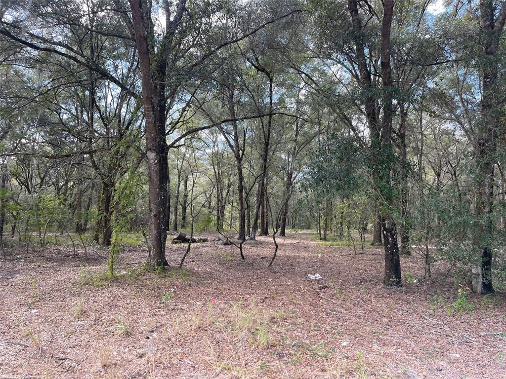 Grays Airport Road Lady Lake, FL 32159 - Photo 7 of 11 a view of outdoor space with trees
