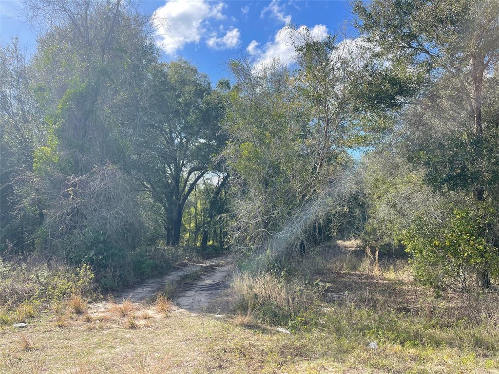 Grays Airport Road Lady Lake, FL 32159 - Photo 8 of 11 a view of a forest filled with trees