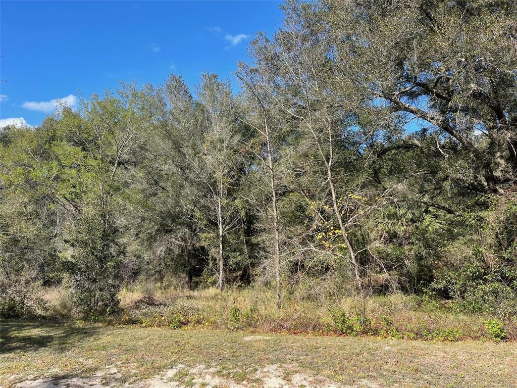 Grays Airport Road Lady Lake, FL 32159 - Photo 9 of 11 a view of a yard with large trees