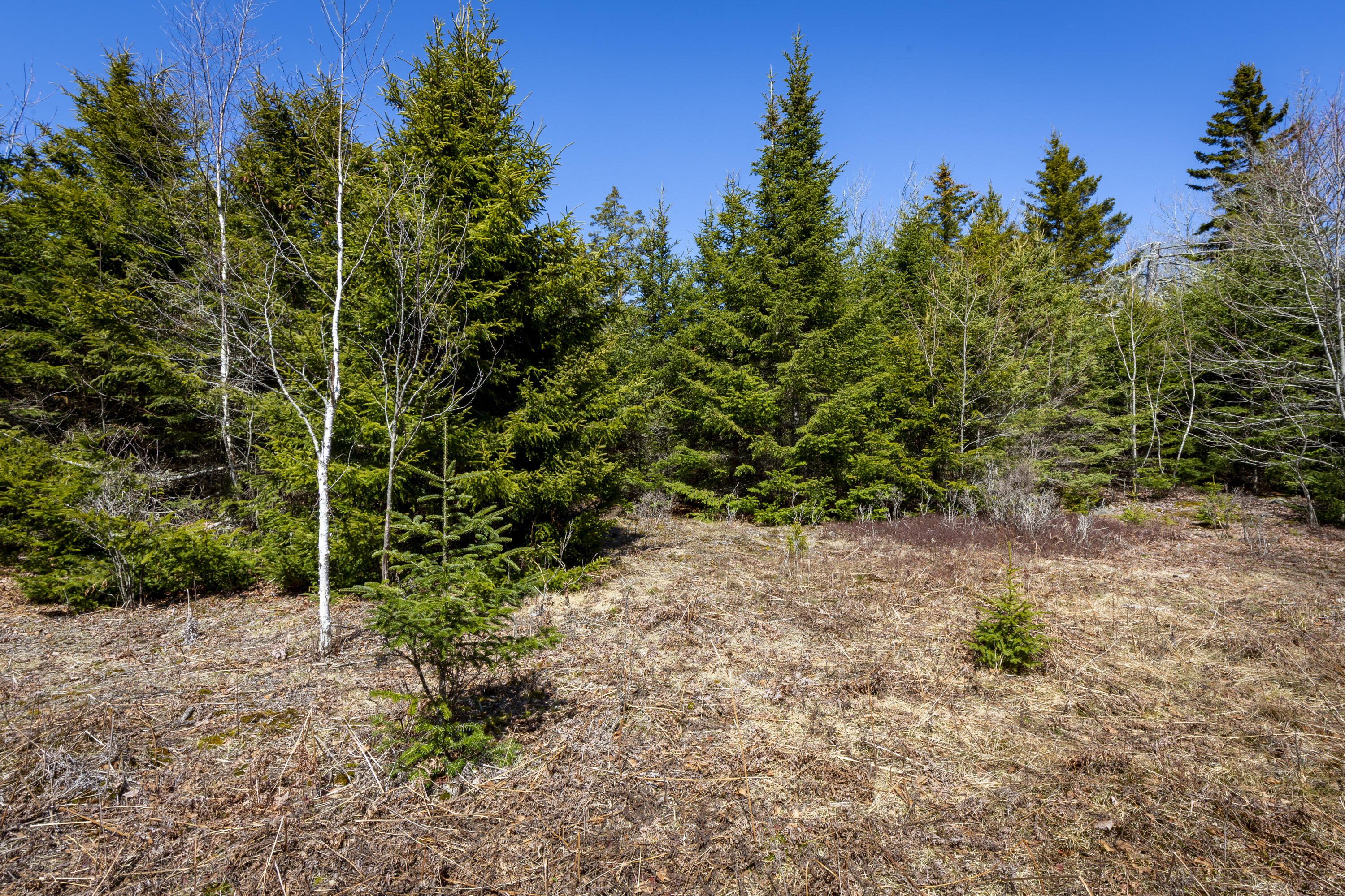 Lot C Lang Road Tenants Harbor, ME 04860 - Photo 11 of 26 11-LotC-LangRd-StGeorge-KS