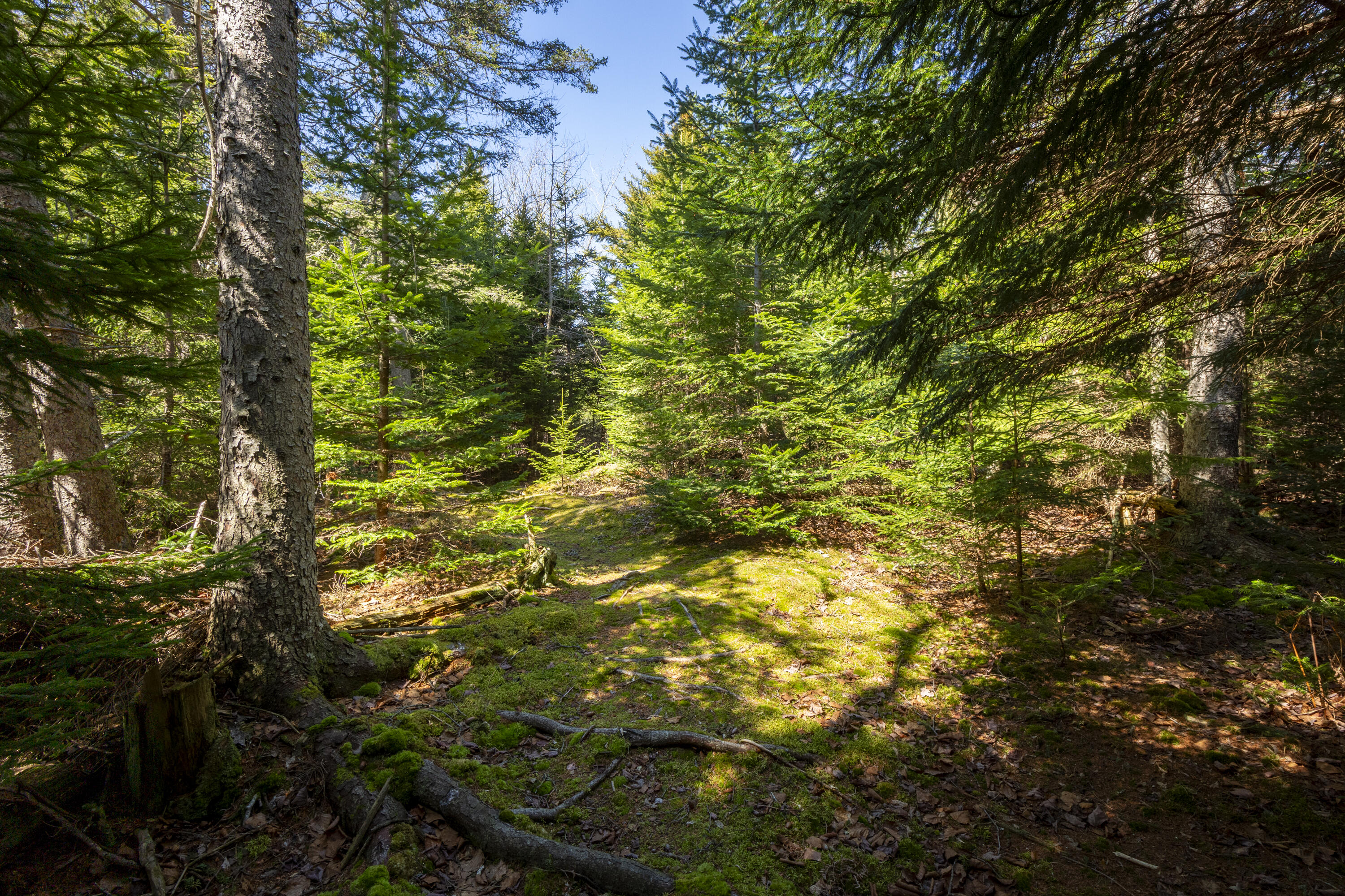 Lot C Lang Road Tenants Harbor, ME 04860 - Photo 17 of 26 17-LotC-LangRd-StGeorge-KS