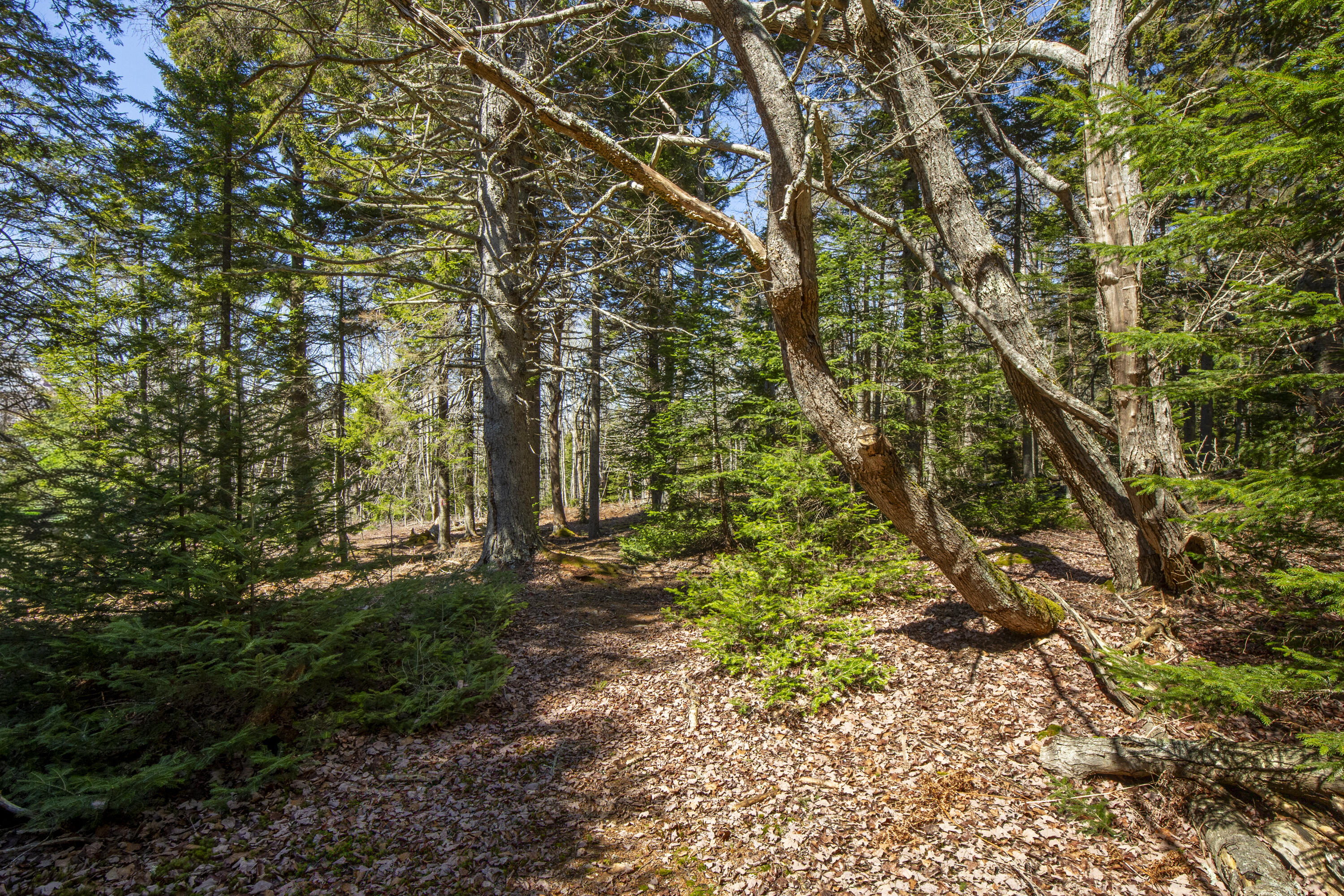 Lot C Lang Road Tenants Harbor, ME 04860 - Photo 19 of 26 19-LotC-LangRd-StGeorge-KS