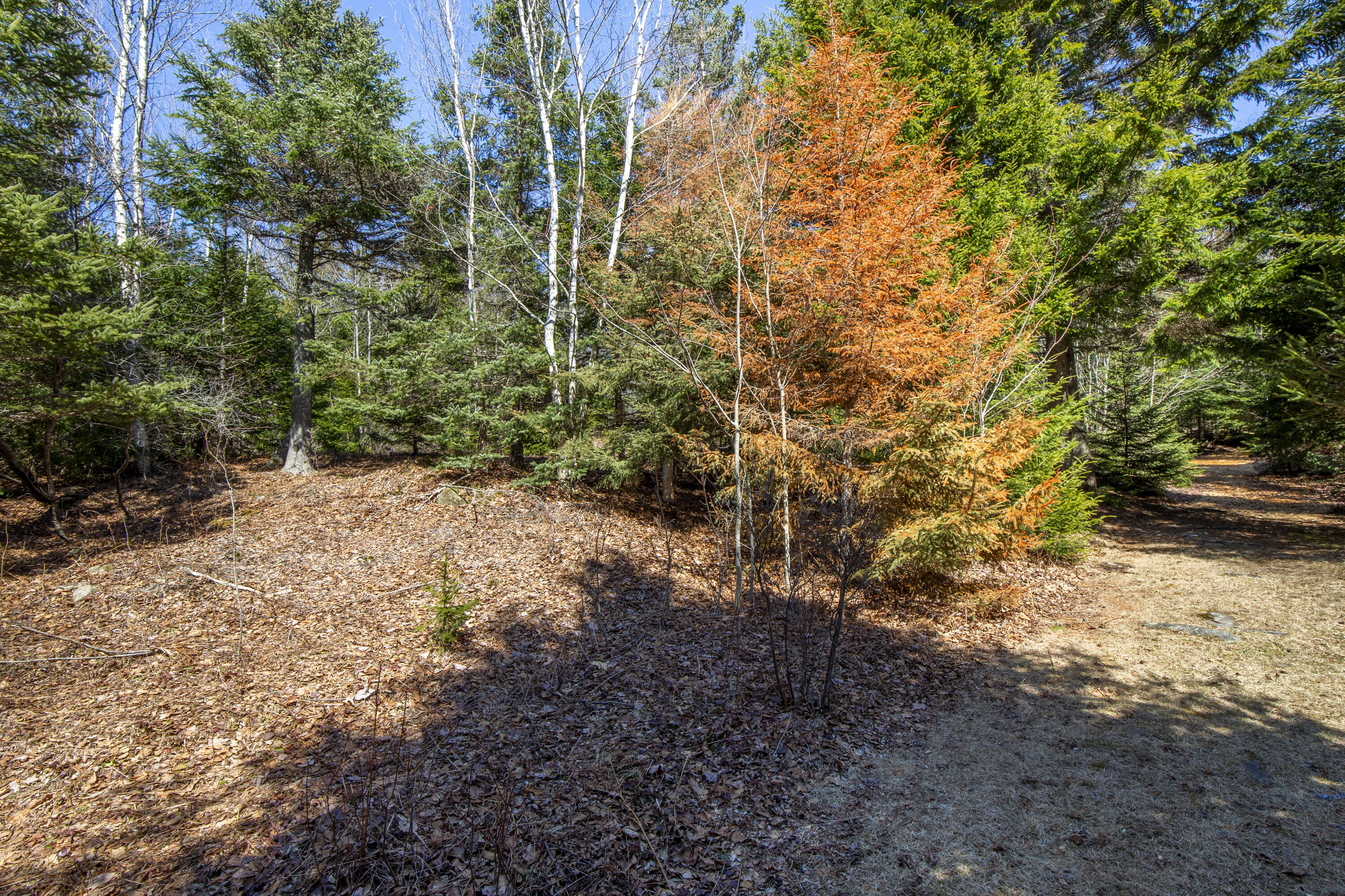 Lot C Lang Road Tenants Harbor, ME 04860 - Photo 10 of 26 10-LotC-LangRd-StGeorge-KS