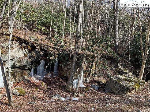a view of a forest with trees