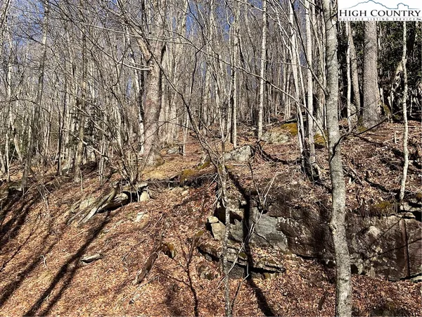 a view of a yard with plants and trees