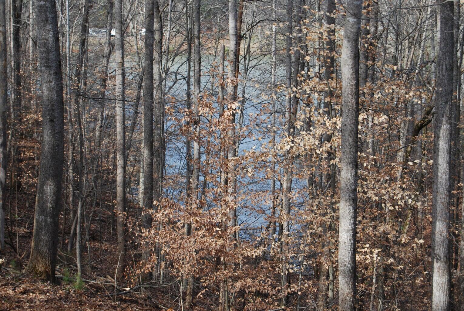 a close up of a plant in a forest