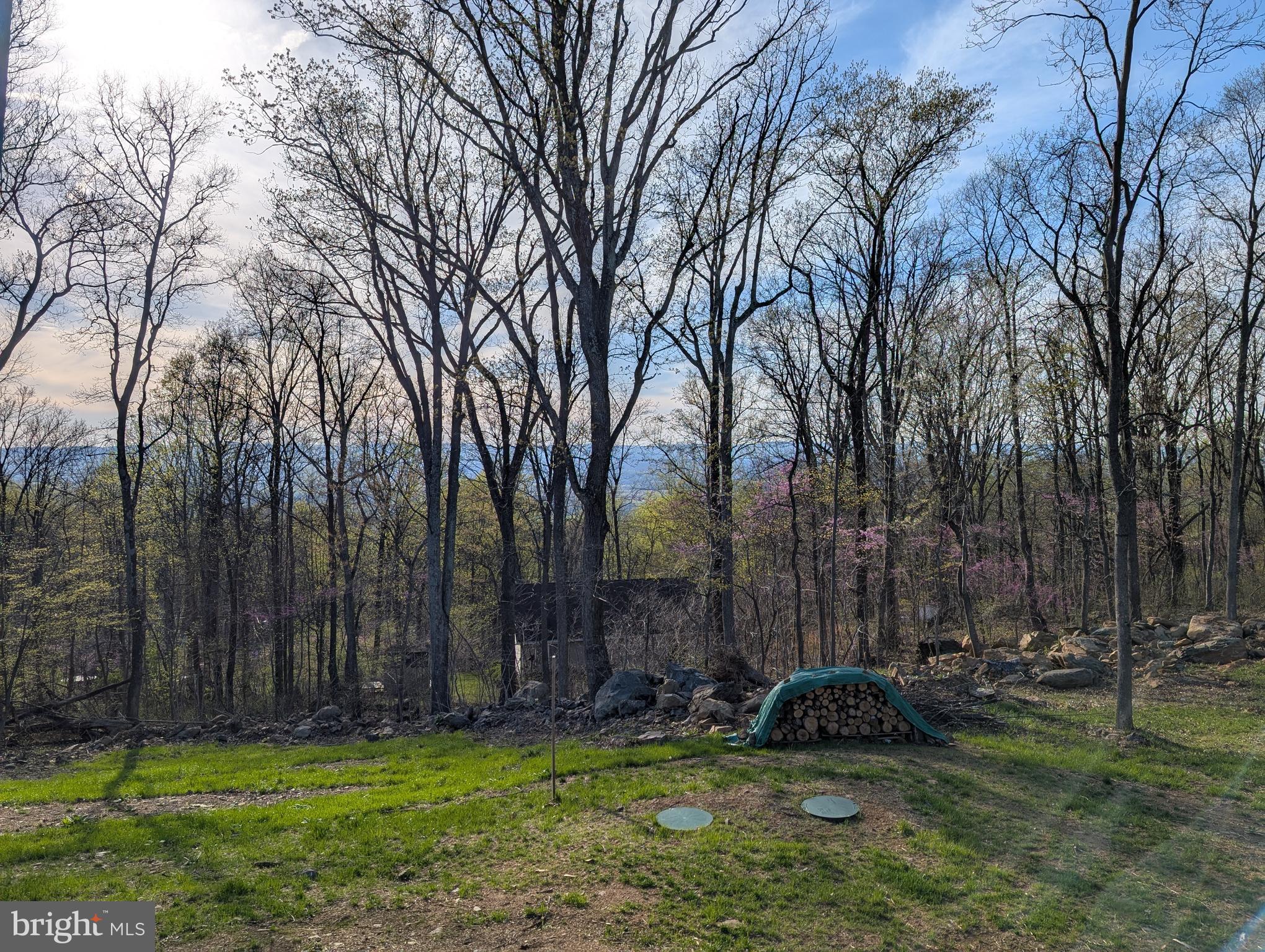 1099 High Top Road Linden, VA 22642 - Photo 3 of 83 Red Bud trees and plenty of fire wood