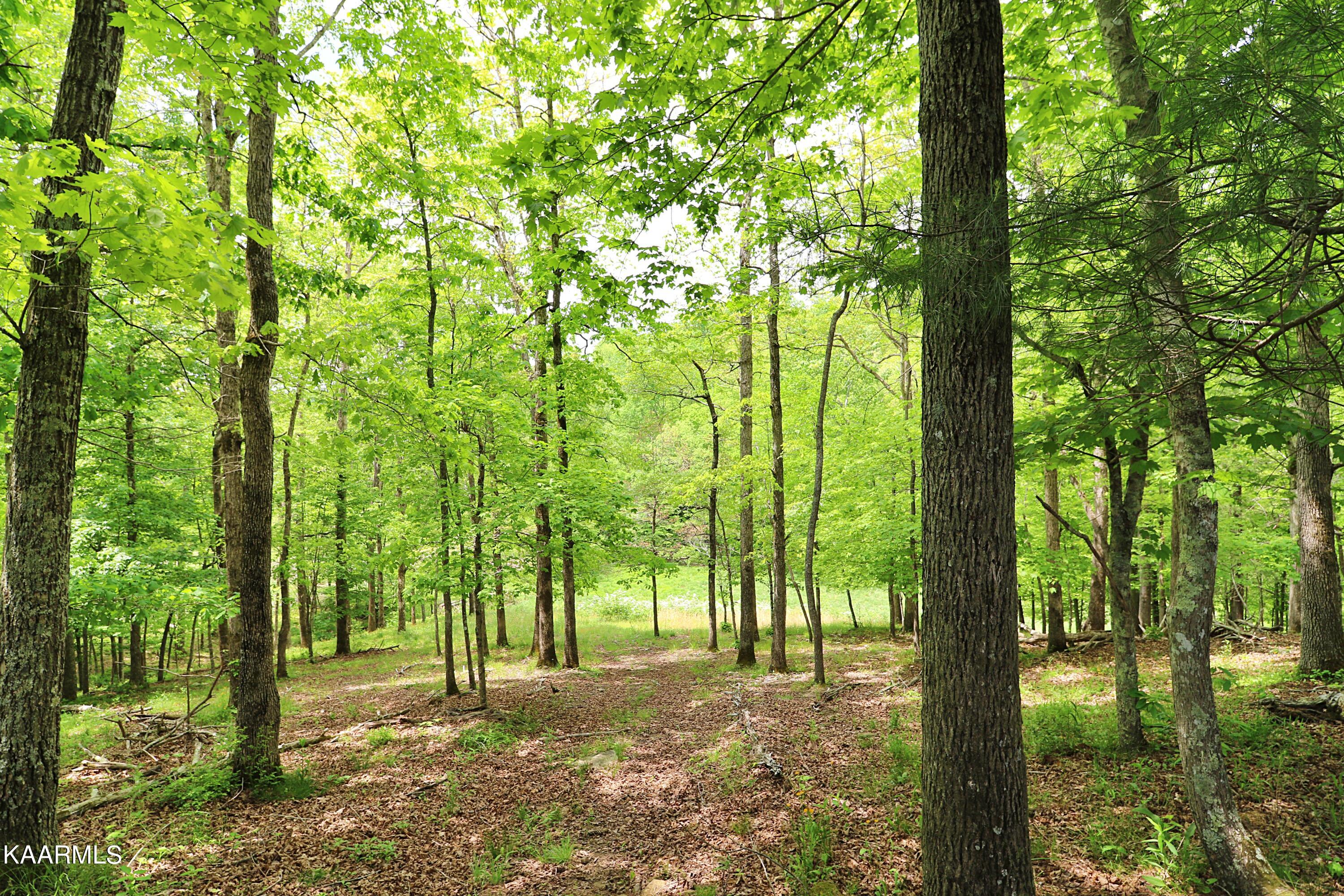 Mccartt Road Robbins, TN 37852 - Photo 25 of 25 094A9749