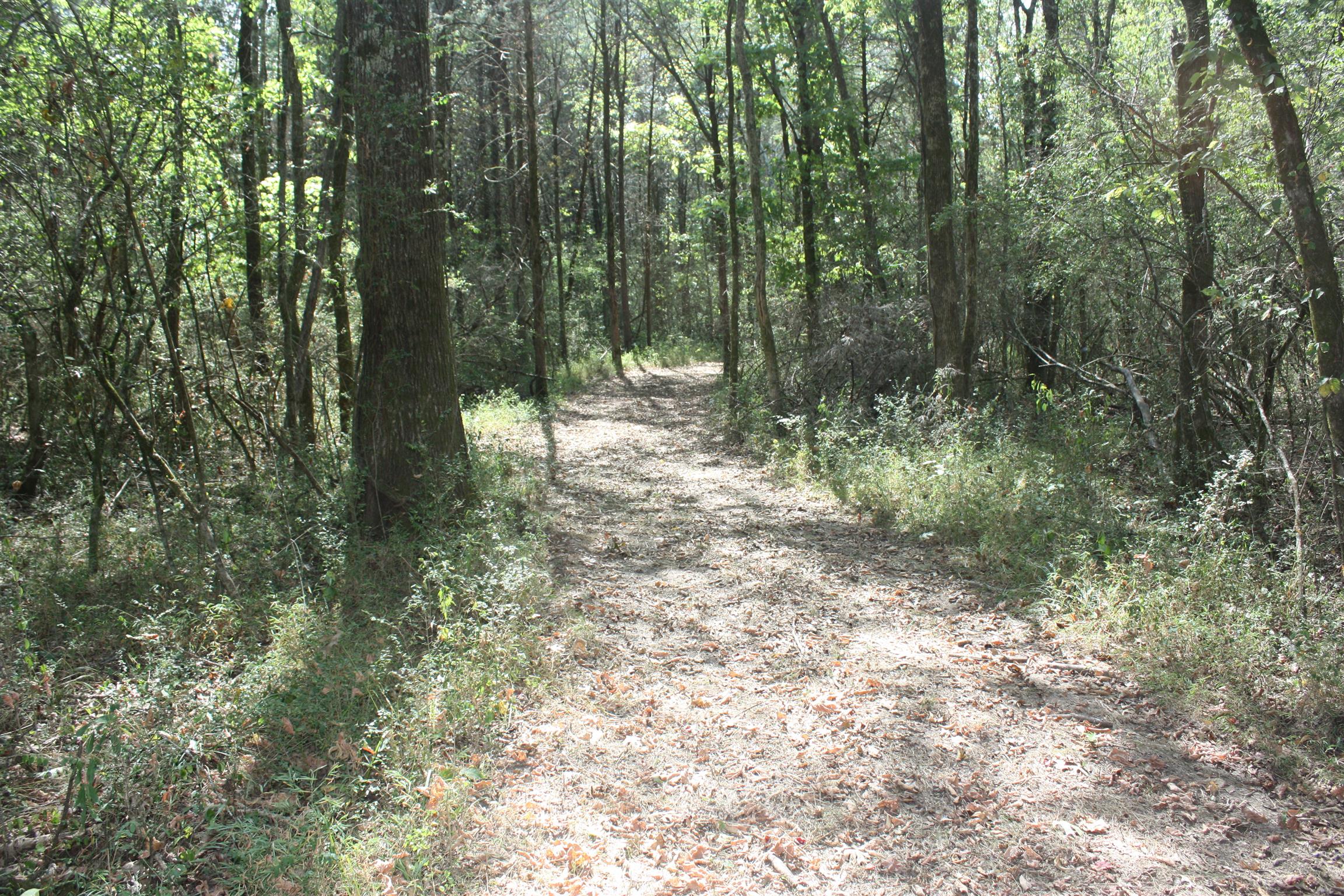 693 College Grove Road Eagleville, TN 37060 - Photo 5 of 21 Farm road through the woods.