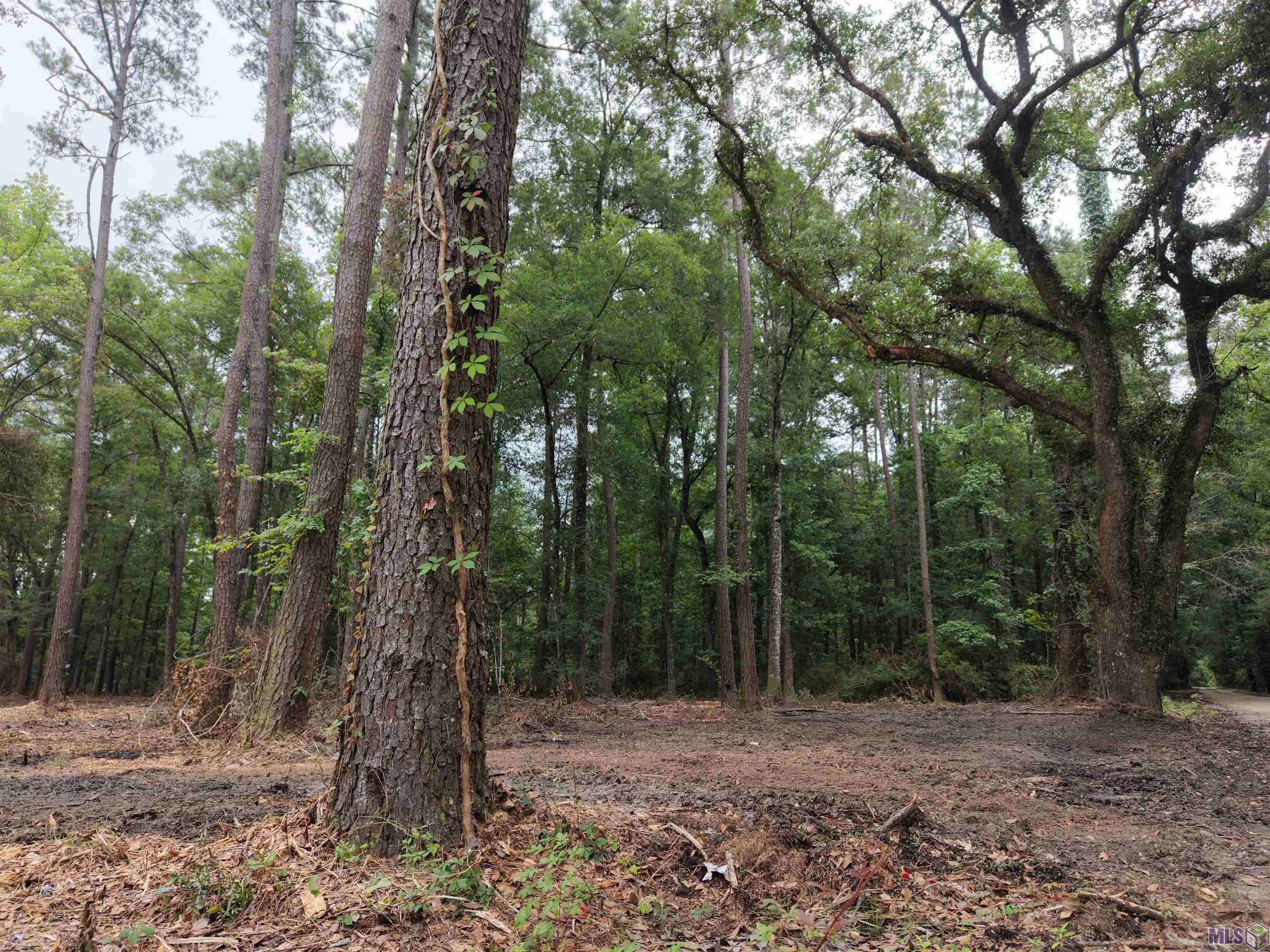 Tract C Esterbrook Road Ponchatoula, LA 70454 - Photo 5 of 13