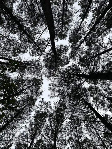 a view of electric tree