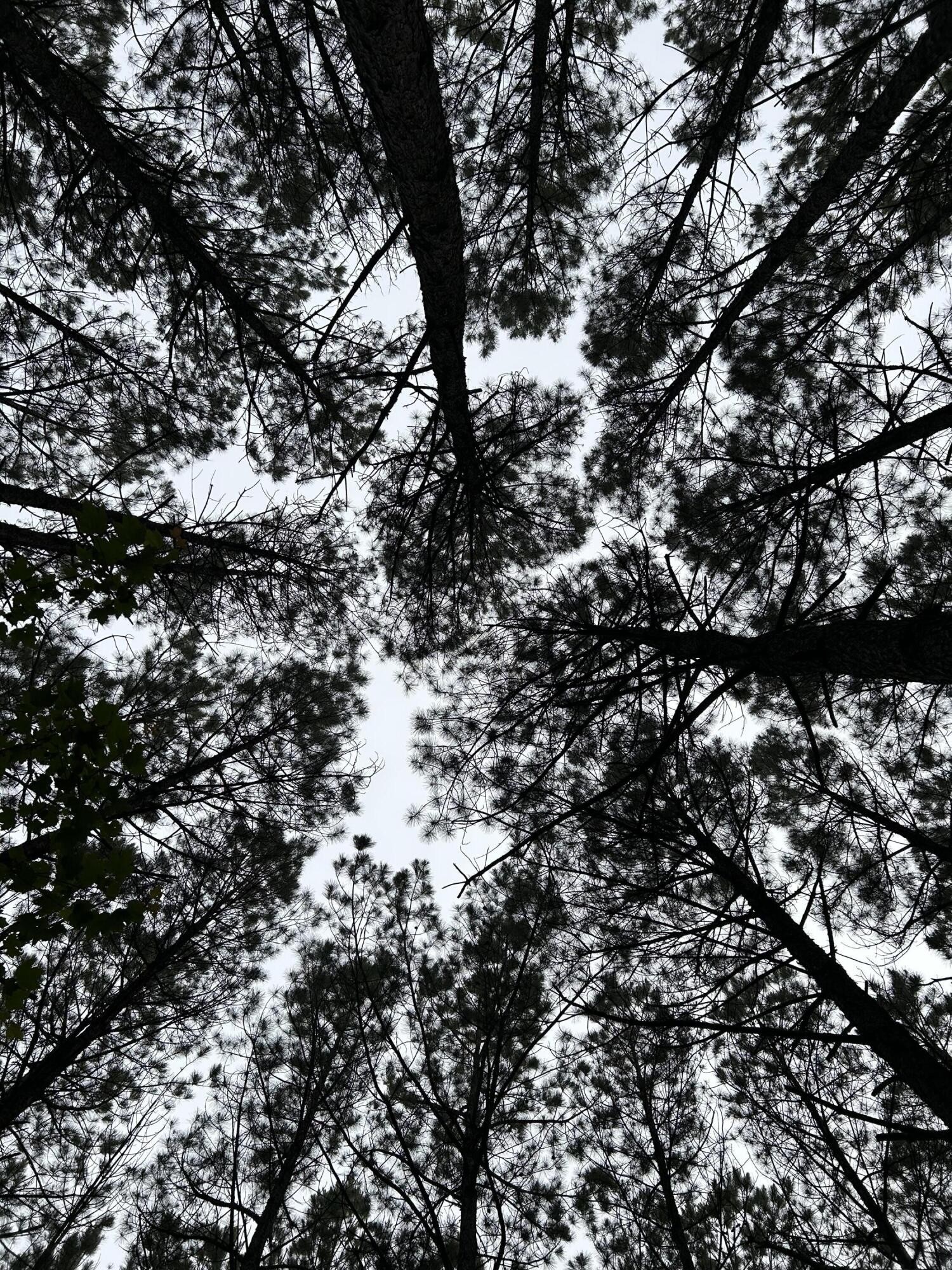 a view of electric tree