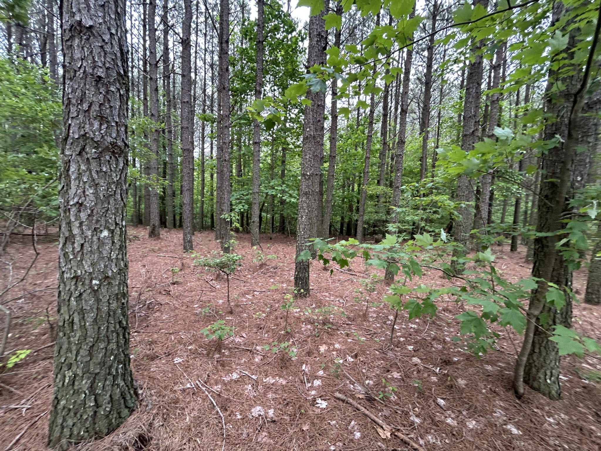1771 Crockett Point Jasper, TN 37347 - Photo 11 of 40 a view of some trees in the forest