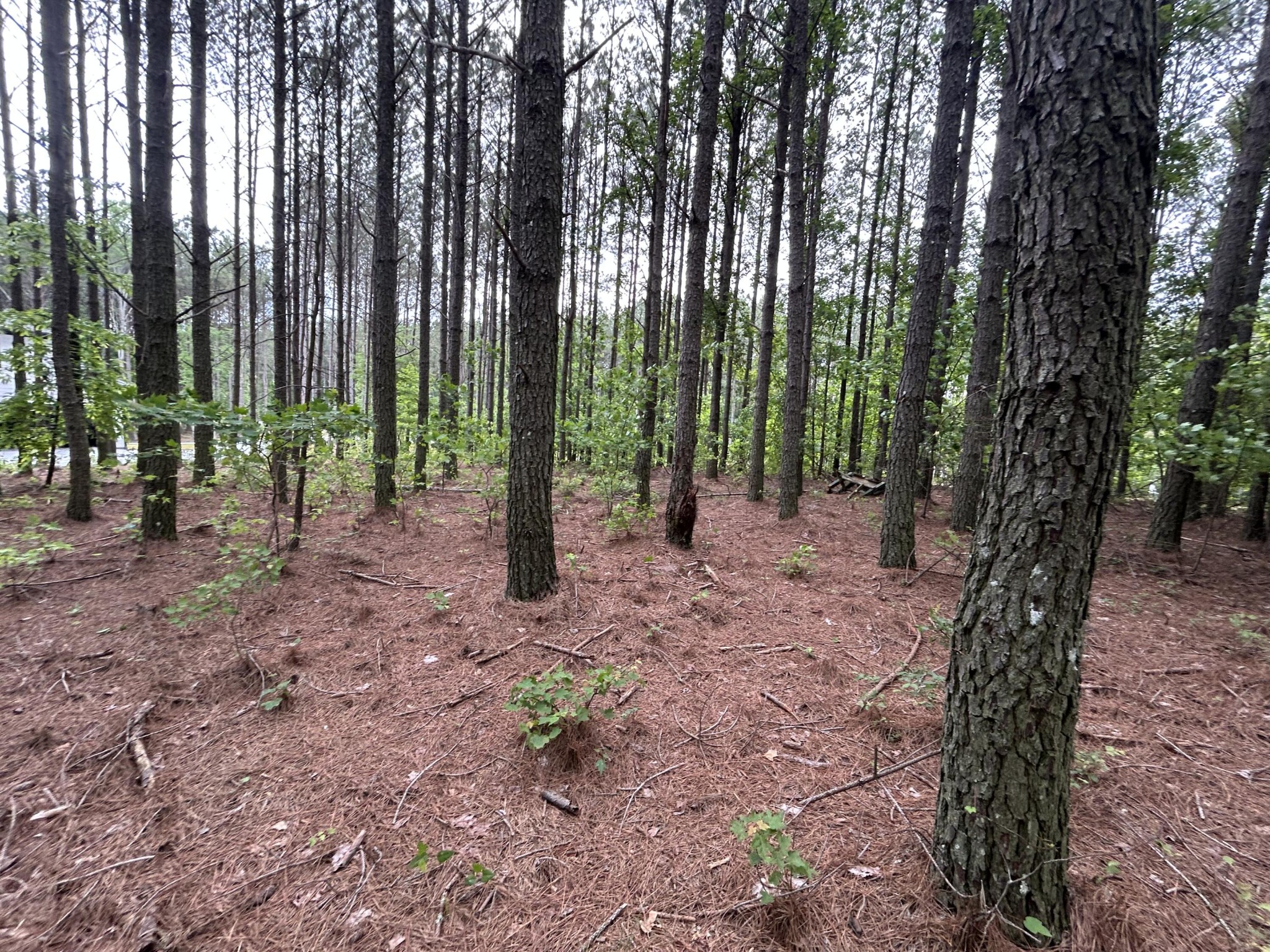 1771 Crockett Point Jasper, TN 37347 - Photo 14 of 40 a view of outdoor space with lots of trees