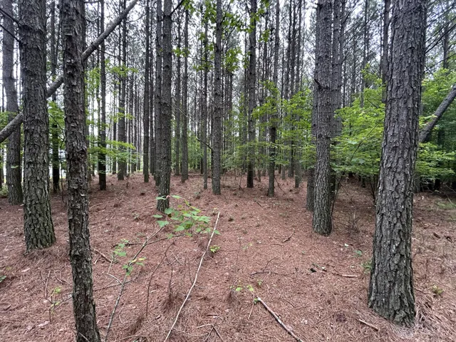 a view of trees in the forest