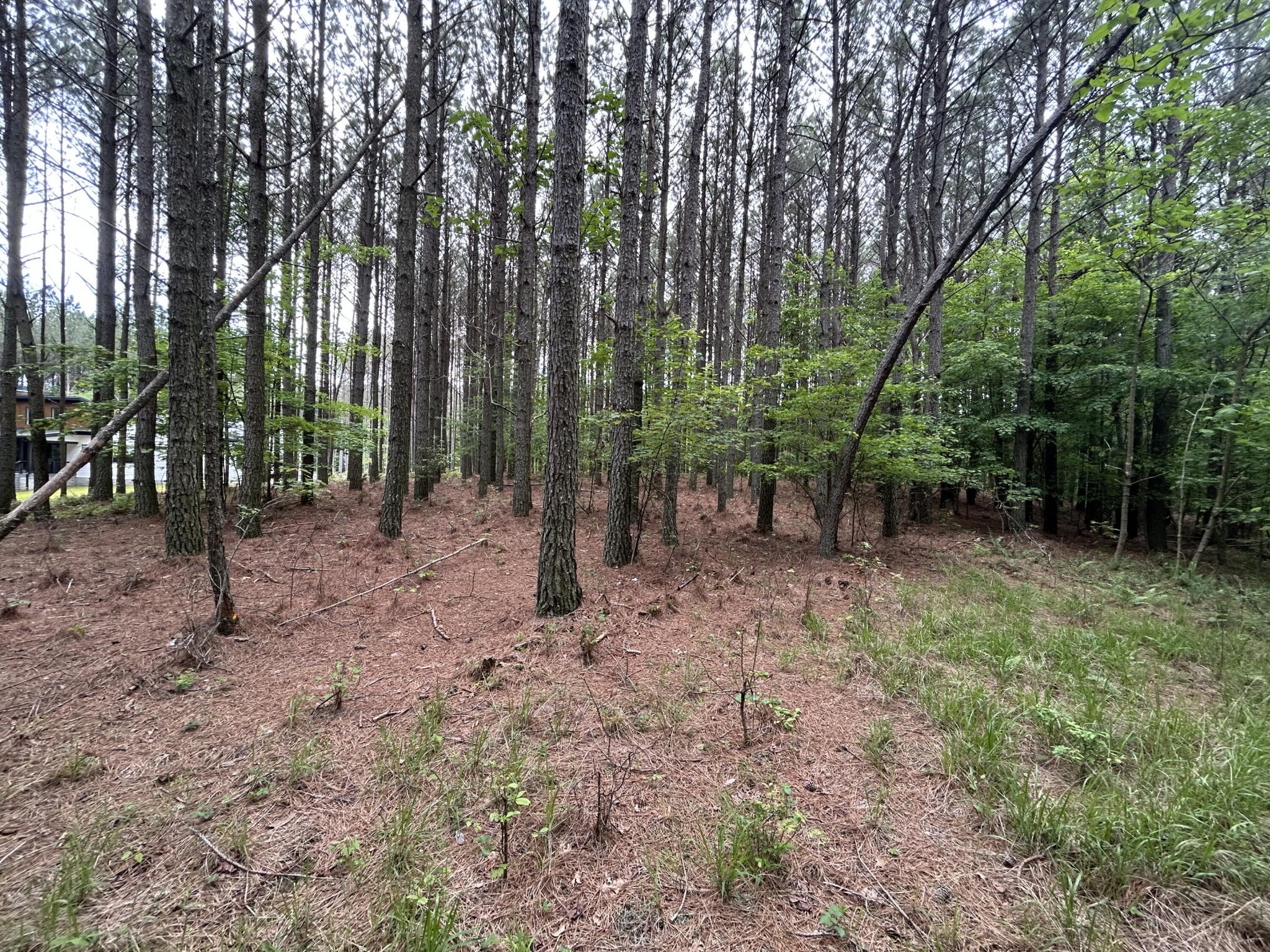 1771 Crockett Point Jasper, TN 37347 - Photo 16 of 40 a view of trees in the forest
