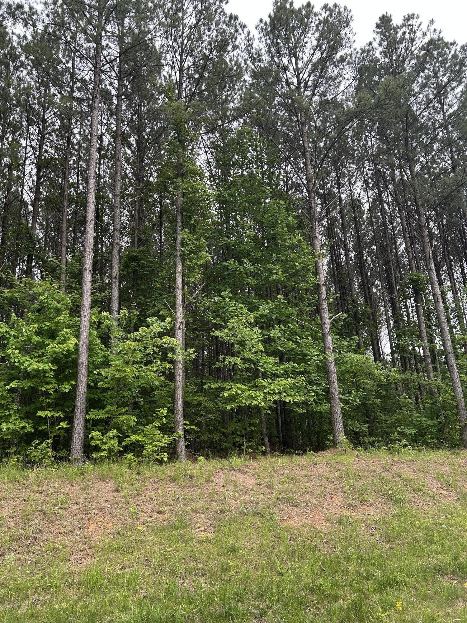 1771 Crockett Point Jasper, TN 37347 - Photo 5 of 40 a view of a backyard with plants and large trees