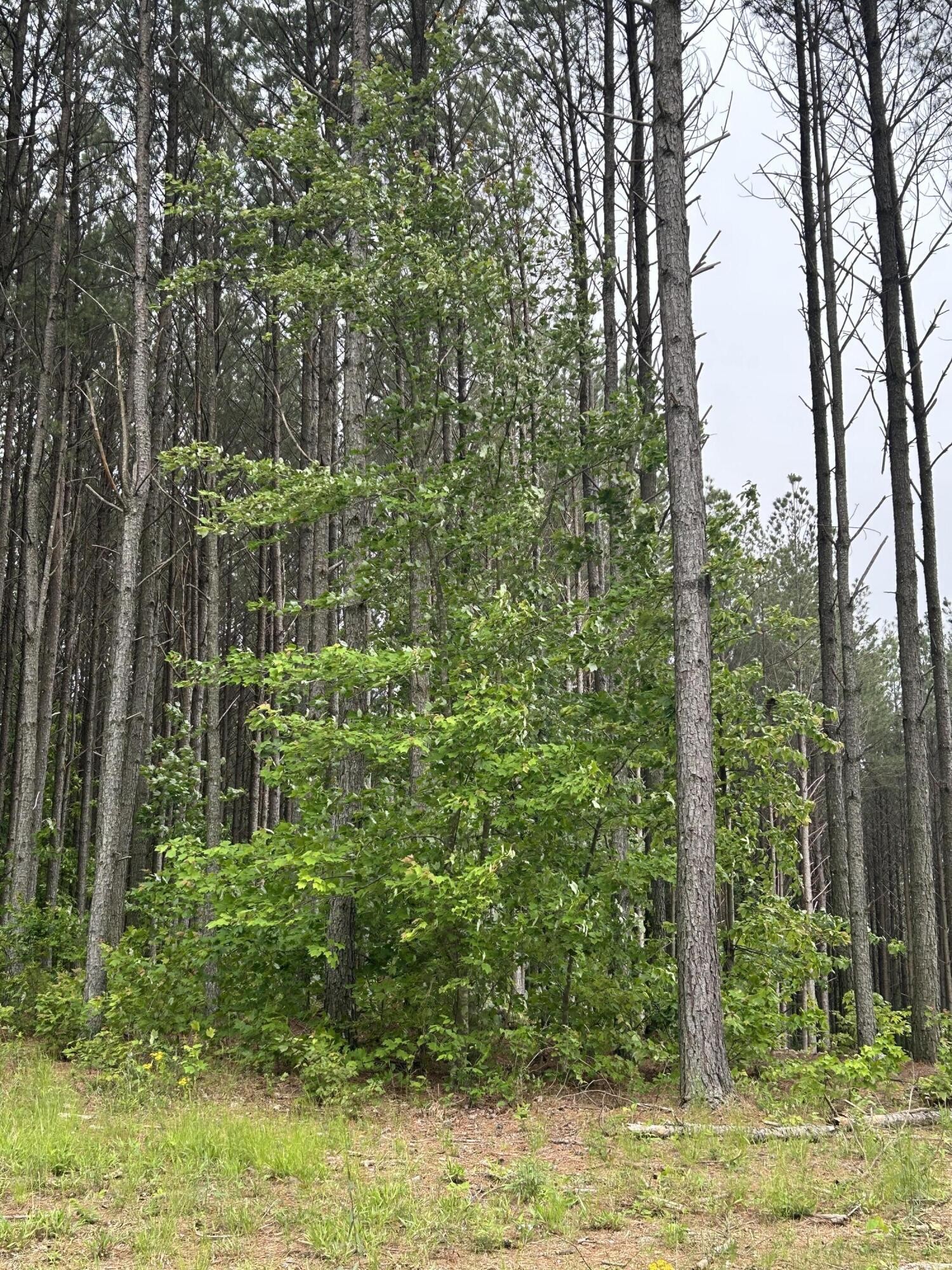 1771 Crockett Point Jasper, TN 37347 - Photo 8 of 40 a view of yard with green space
