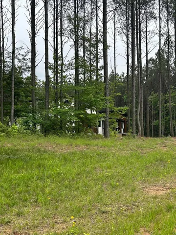 a view of a forest that has large trees
