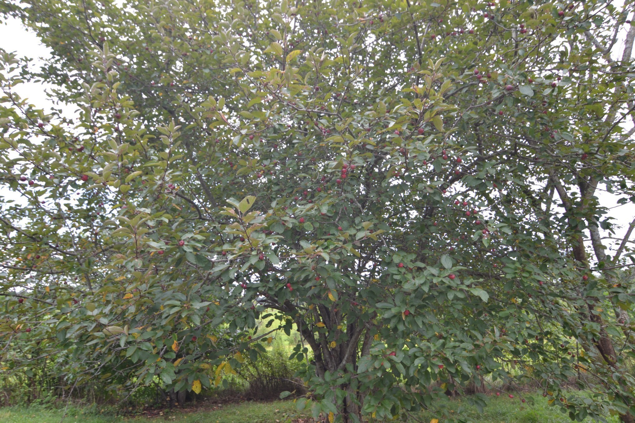 2323 Salem Road Minor Hill, TN 38473 - Photo 7 of 31