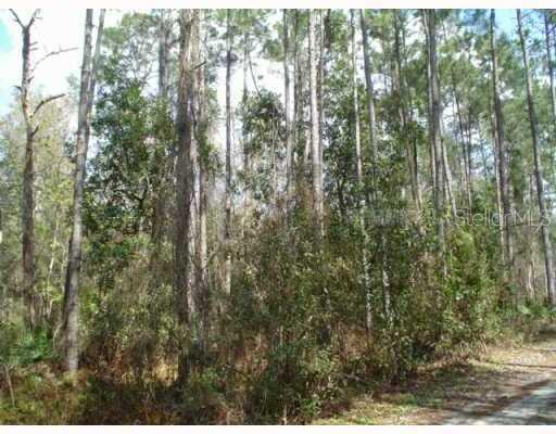a view of a forest that has lots of trees