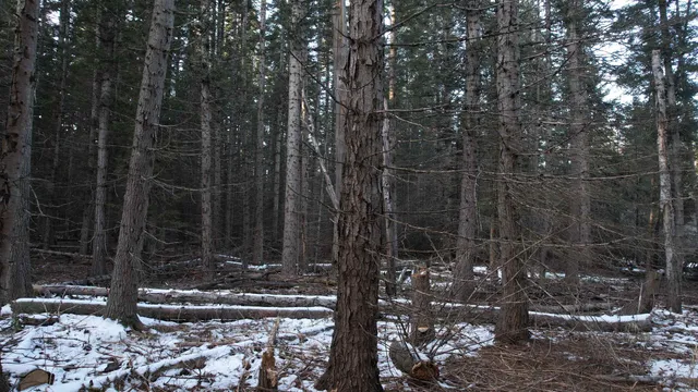 $64,000 | Nka Riverbend Court, Cusick, WA 99119