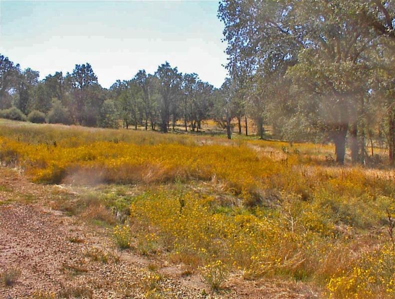 46995 Dunlap Road Miramonte, CA 93641 - Photo 24 of 66 Gallery Image 24