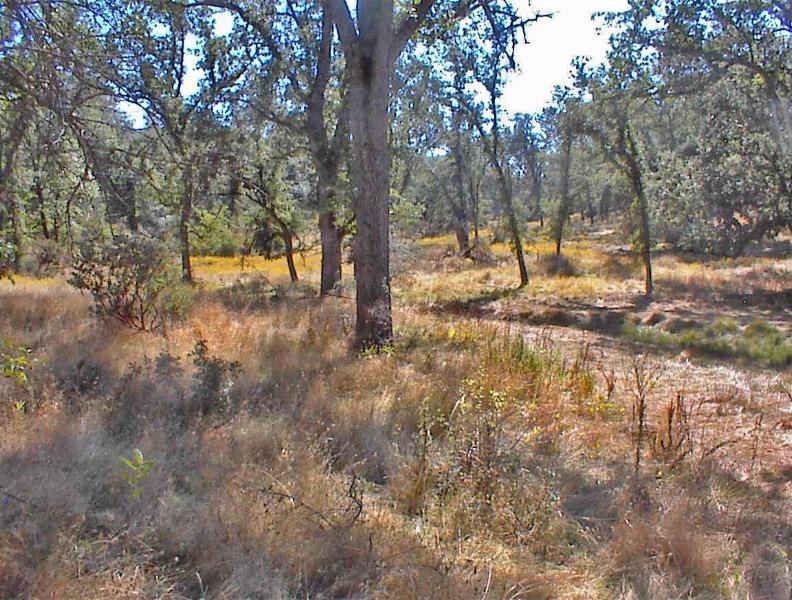 46995 Dunlap Road Miramonte, CA 93641 - Photo 34 of 66 Gallery Image 34