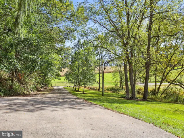 a view of a yard with plants and trees