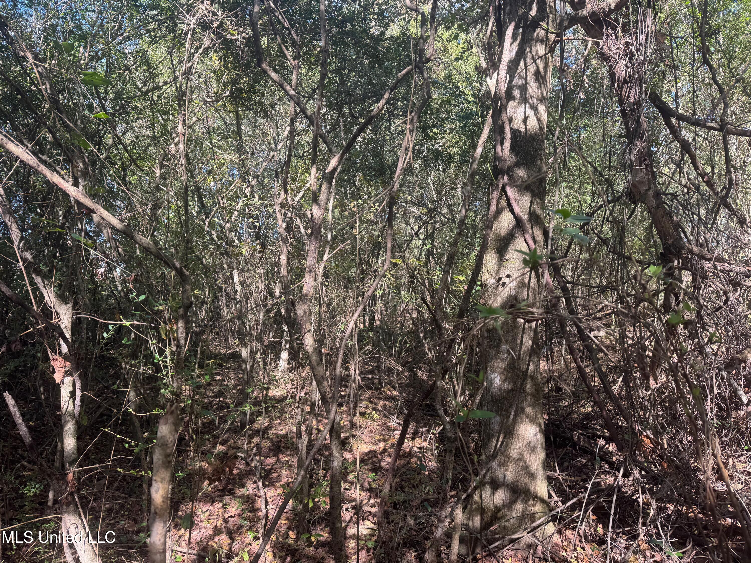 0 Industrial Park Road Winona, MS 38967 - Photo 14 of 37 IMG_6724