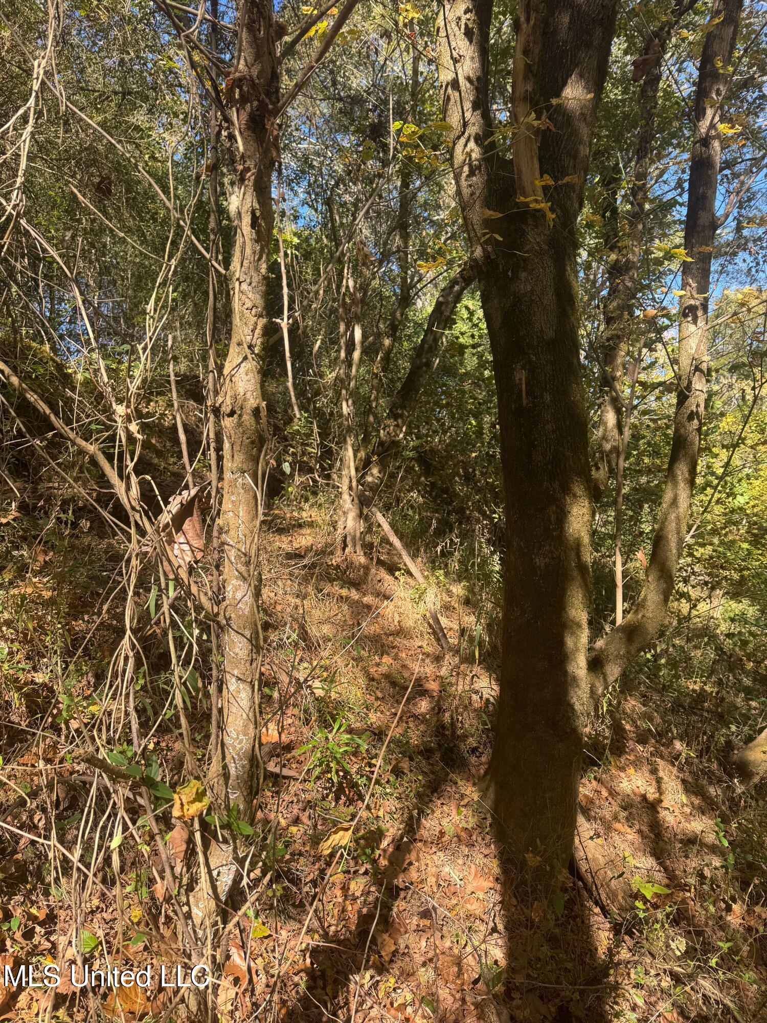 0 Industrial Park Road Winona, MS 38967 - Photo 18 of 37 IMG_6729