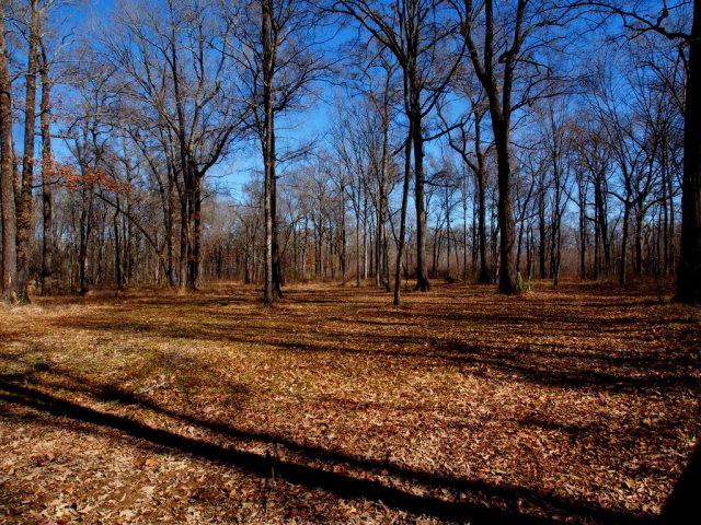 1111 Virlilia Road Carthage, MS 39051 - Photo 1 of 1 Main View