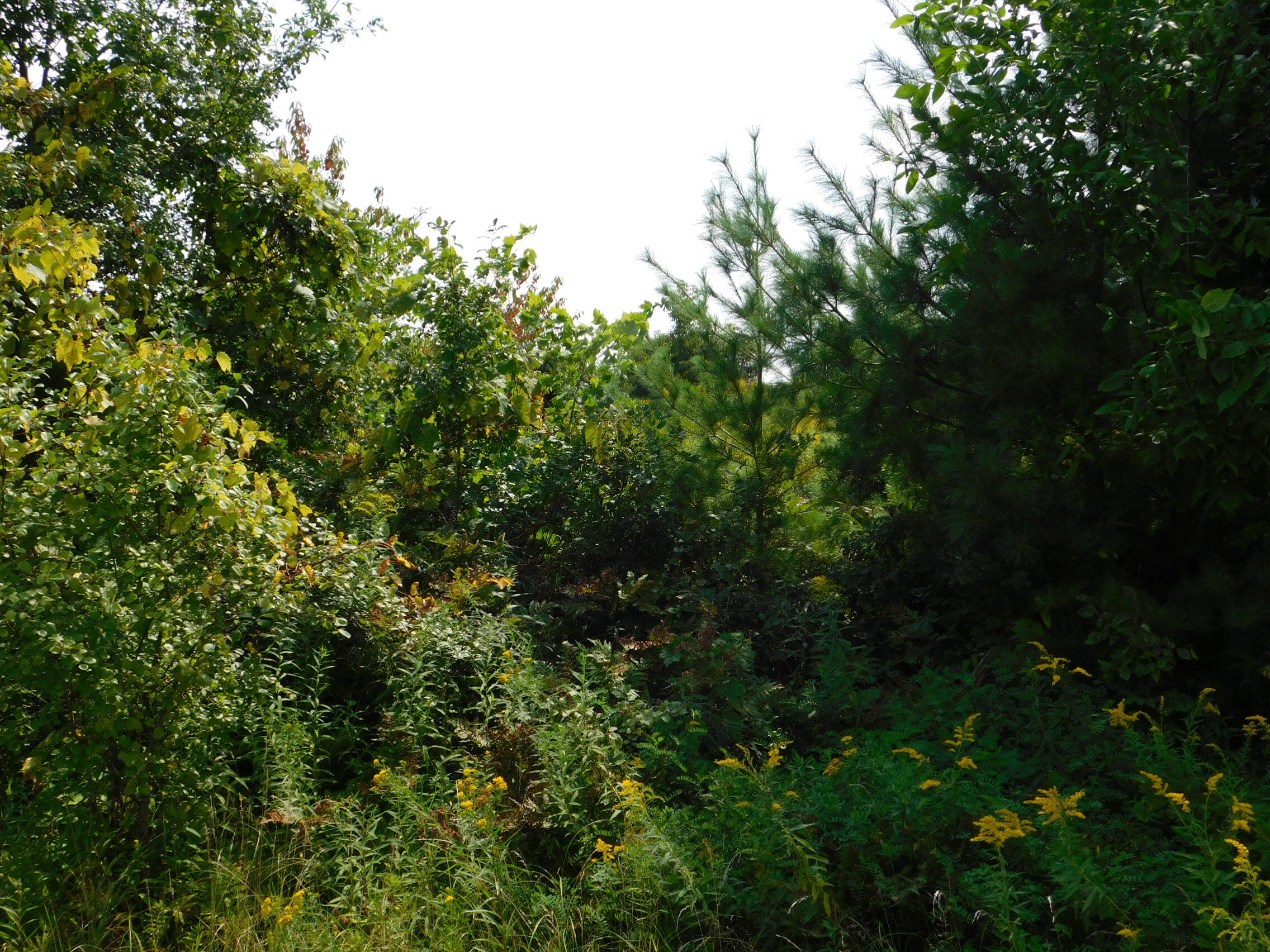 1380 Beauprey Road Shawano, WI 54166 - Photo 8 of 20 DSCN4568