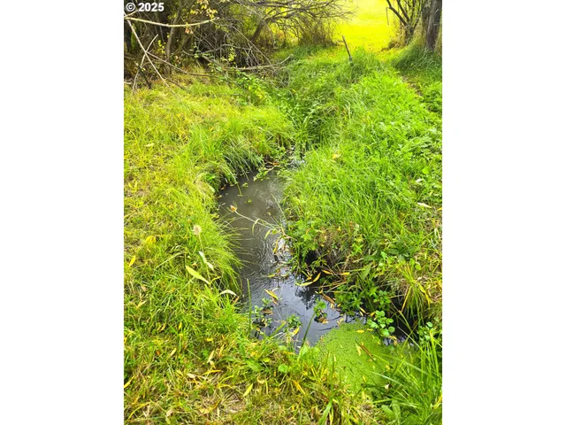 a close up of a plant in a garden