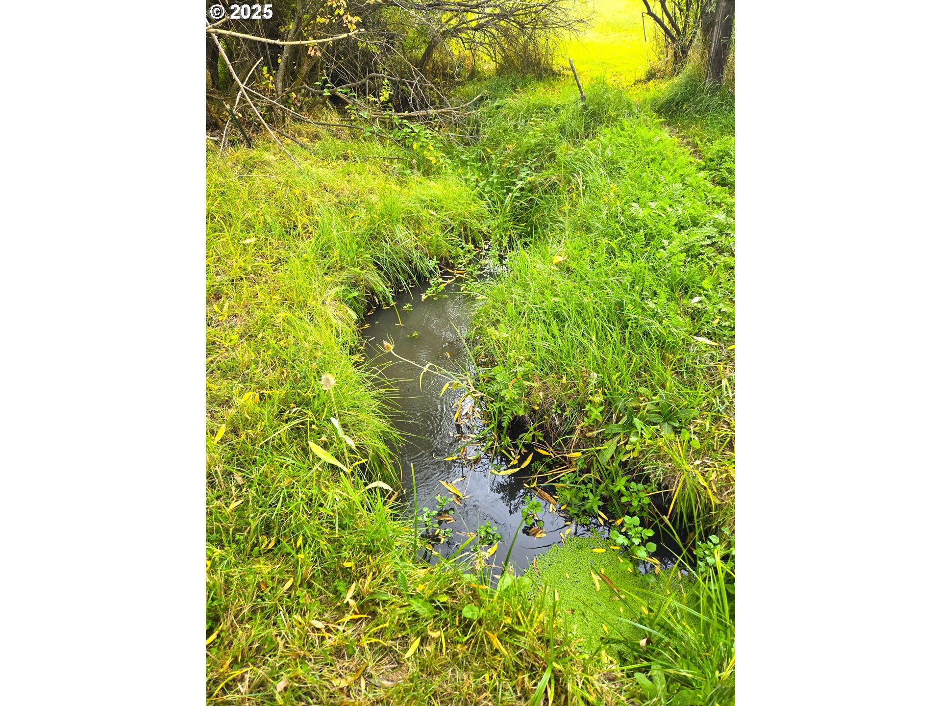 250 2nd Street Long Creek, OR 97856 - Photo 5 of 25 a close up of a plant in a garden