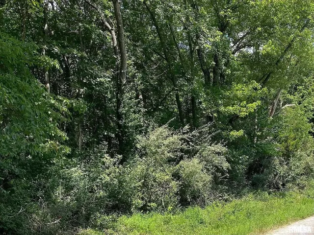 a view of a lush green forest