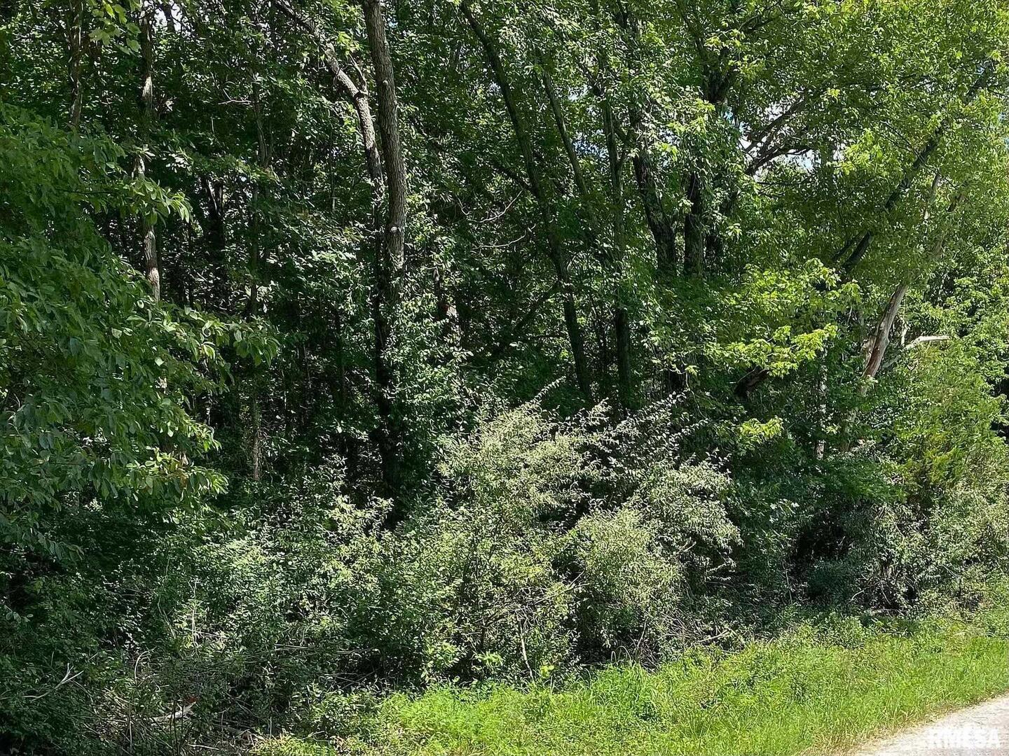 a view of a lush green forest