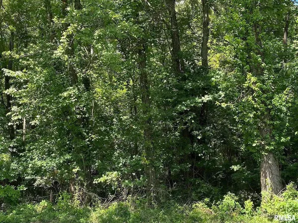 a view of a lush green forest
