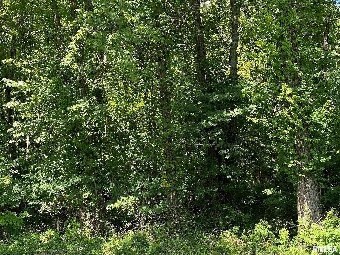 0 4th Street Bluford, IL 62814 - Photo 2 of 5 a view of a lush green forest
