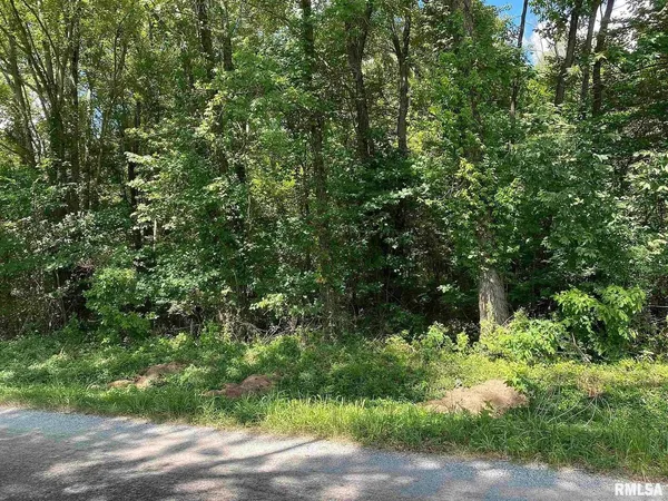 a view of a lush green forest
