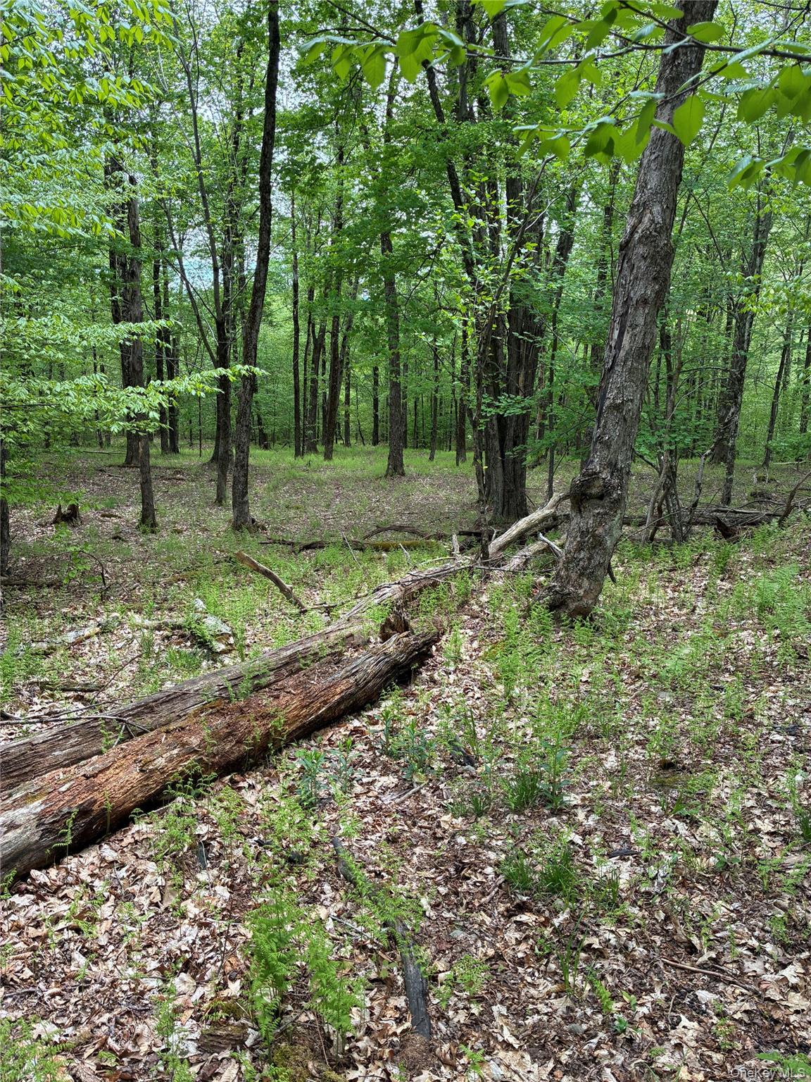 1 Mountain Lake Road Andes, NY 13731 - Photo 4 of 5 a view of a park with large trees