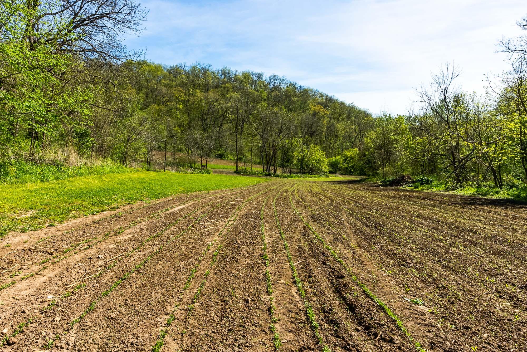 15999 Biba Road Muscoda, WI 53573 - Photo 70 of 103 Grant-County-WI-160-Acres-Land-For-Sale-
