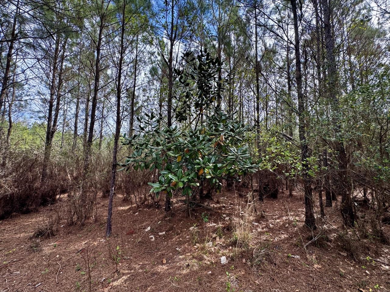 Vacant Southwest Vacant Sw Captain Brown Road Madison, FL 32340 - Photo 1 of 37