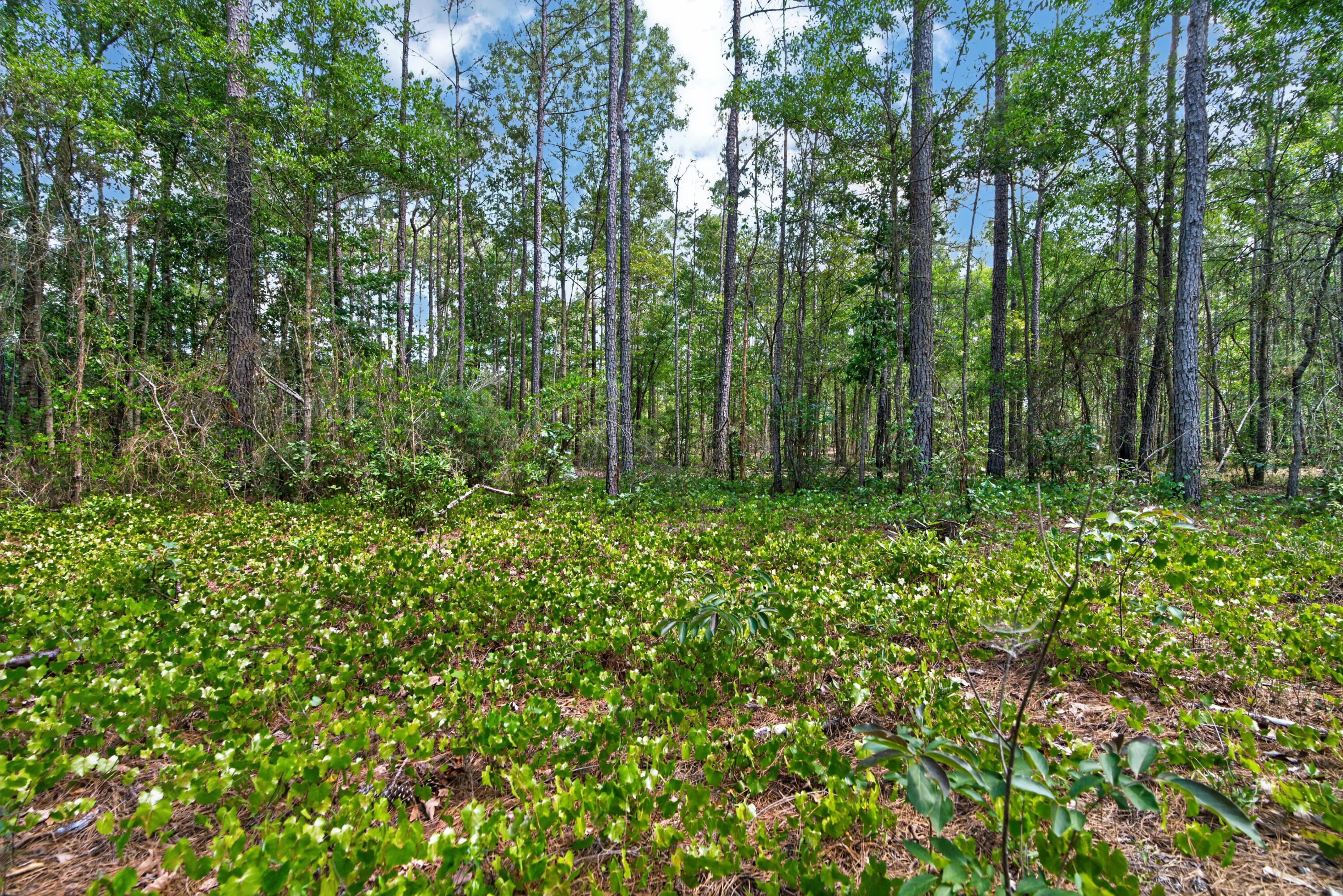 5120 North Brewington Road, Unit 10 Alcolu, SC 29001 - Photo 14 of 40 DSC09214