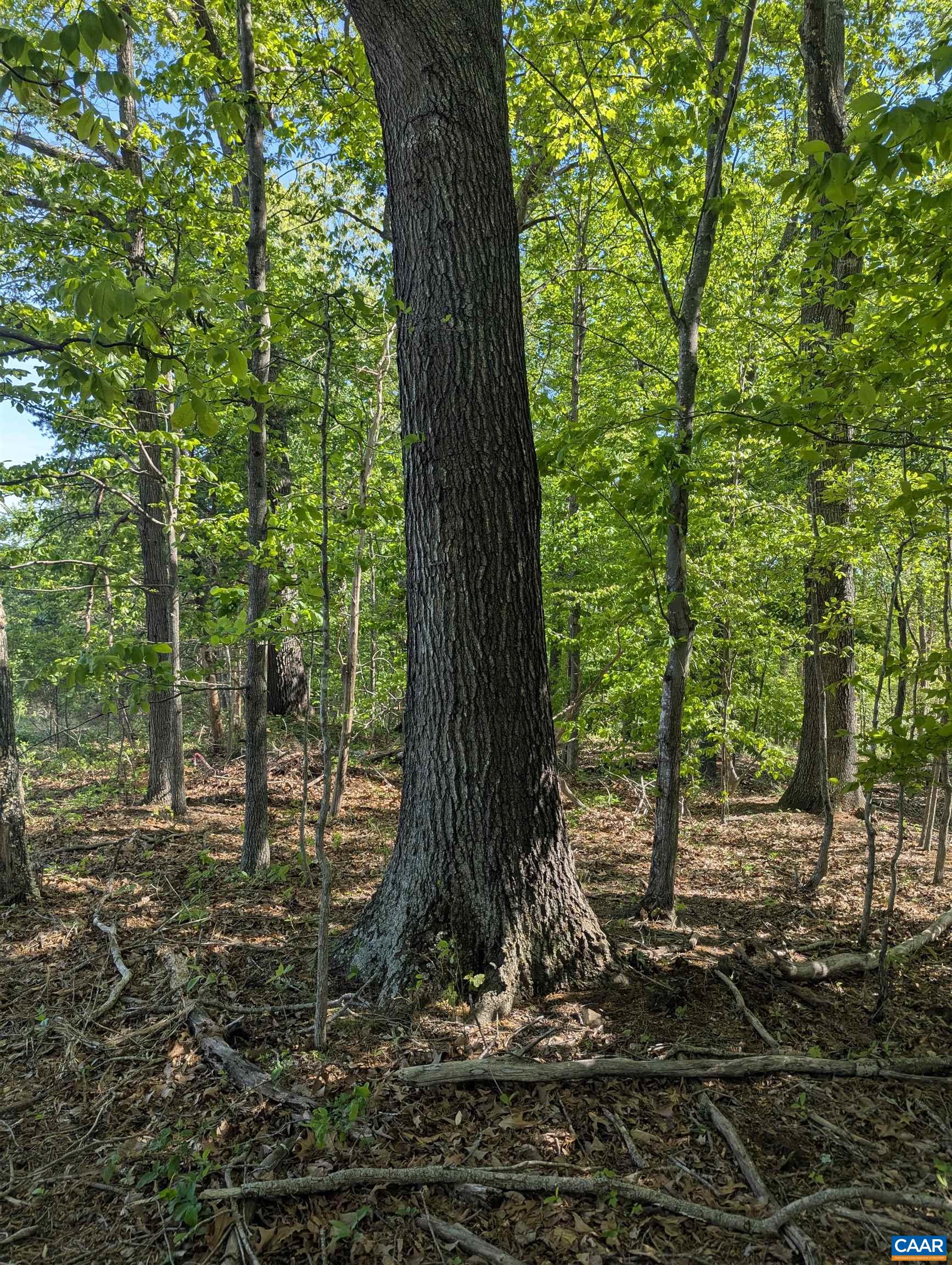 Lot 4 Horizon Drive Ruckersville, VA 22968 - Photo 28 of 29