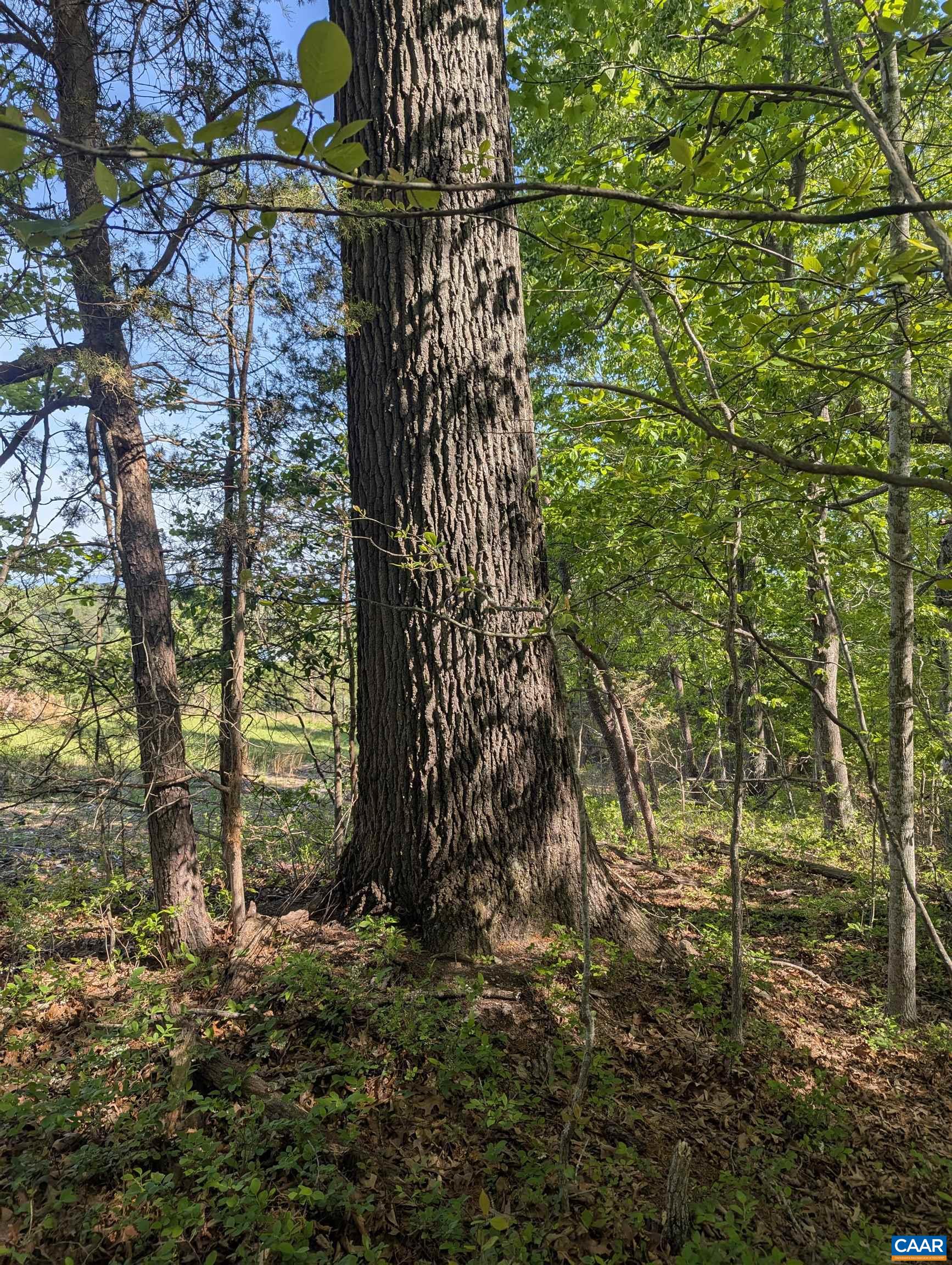 Lot 4 Horizon Drive Ruckersville, VA 22968 - Photo 29 of 29