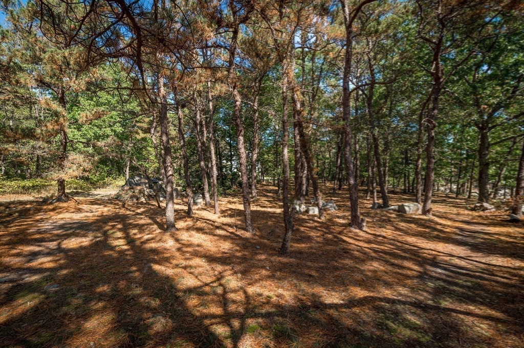 25 Leverett Street Gloucester, MA 01930 - Photo 35 of 41 a view of a forest with trees