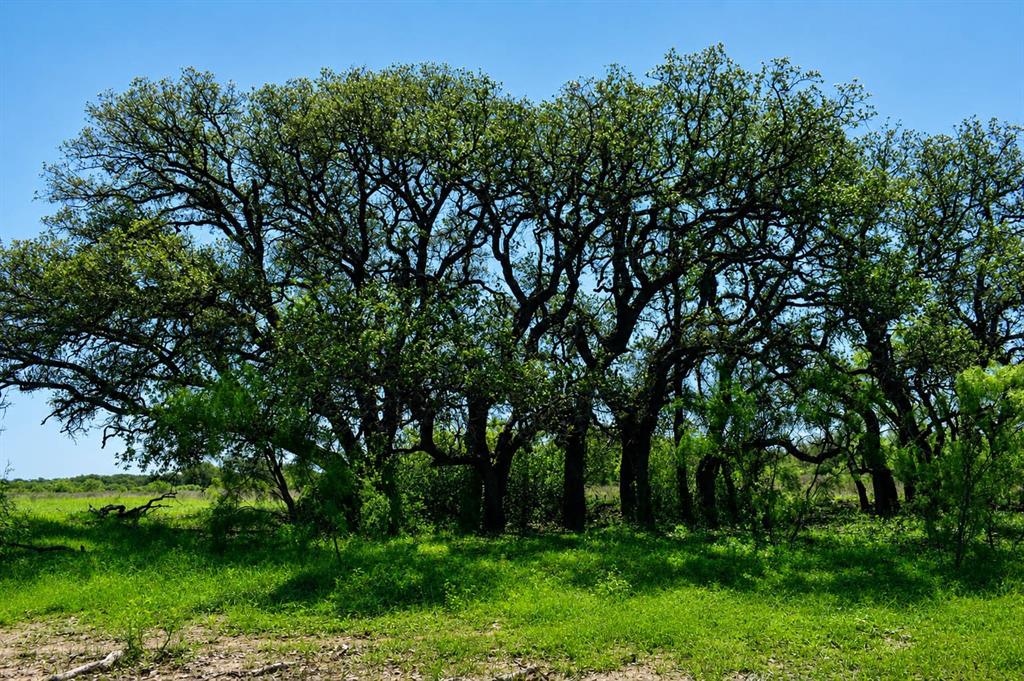 8228 Us Highway Rochelle, TX 76872 - Photo 7 of 36 a view of backyard with green space