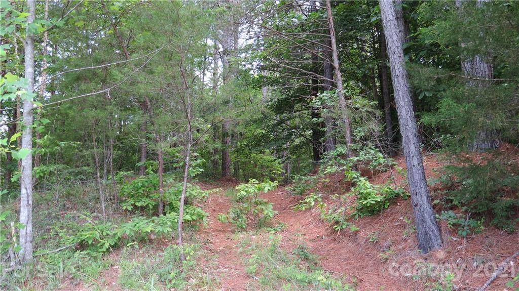 764 Lattimore Road Rutherfordton, NC 28139 - Photo 11 of 29 a view of a forest with trees
